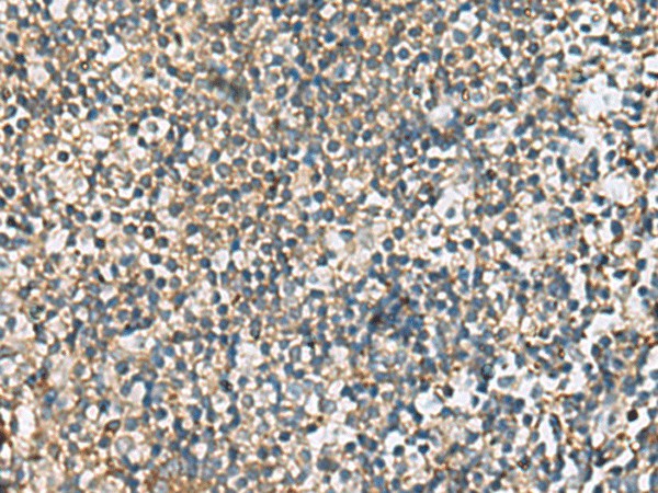 Валидация Elabscience E-AB-53249