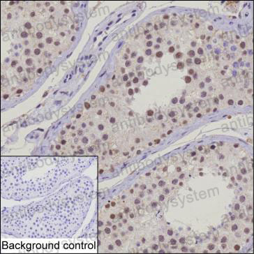 Валидация AntibodySystem RHB52602