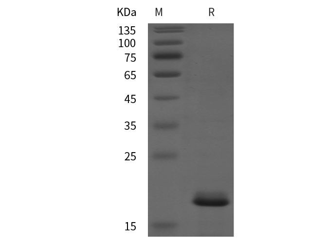 Валидация Elabscience PDEH100910(337)
