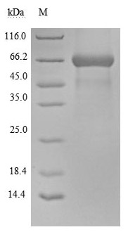 SDS-PAGE