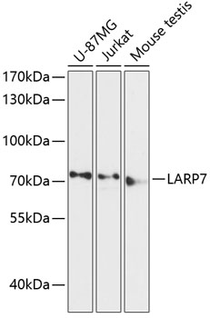 Валидация Elabscience E-AB-64451