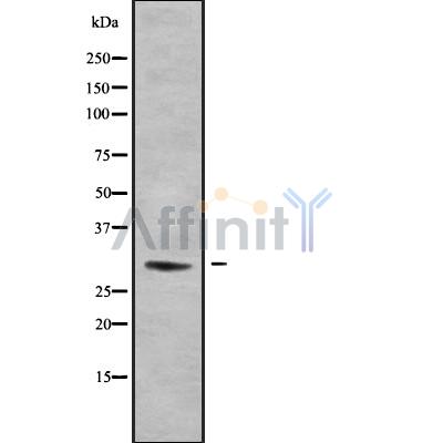 Валидация Affinity DF9151 - 21500