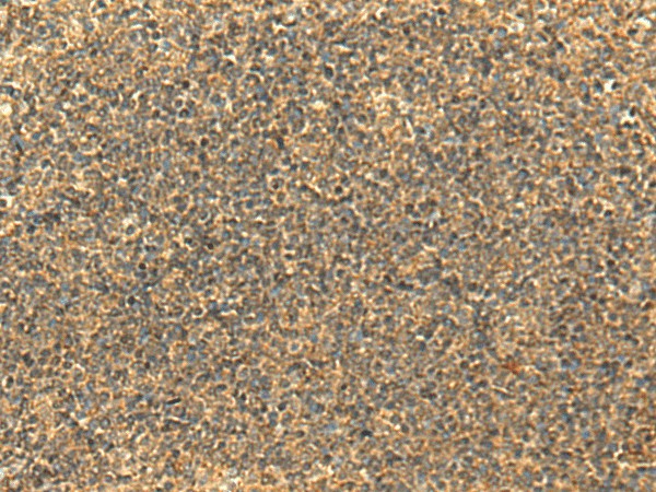 Валидация Elabscience E-AB-52873