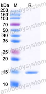 Валидация SDS-PAGE - AntibodySystem RHG93501