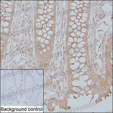 Валидация AntibodySystem RHB91102