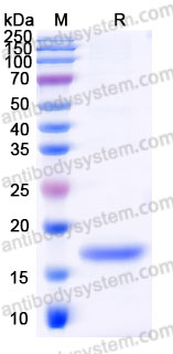 AMD47701, SDS-PAGE