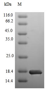 SDS-PAGE