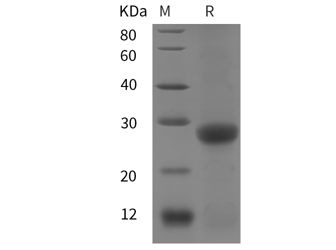 Валидация Elabscience PDEM100311(635)
