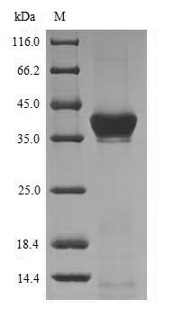 SDS-PAGE