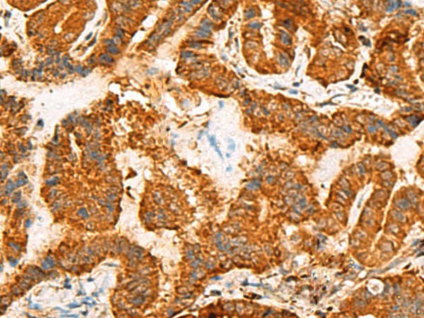 Валидация Elabscience E-AB-18738