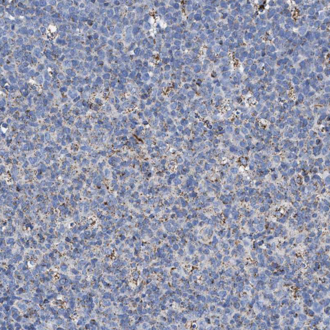 Валидация AssayVector ARM2005(2968)