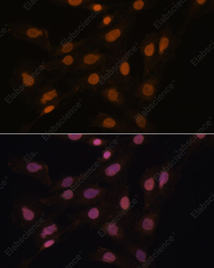 Иммунофлуоресценция, CBX3, клетки C6
