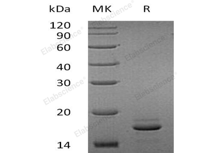 Валидация Elabscience PKSH032374(2860)