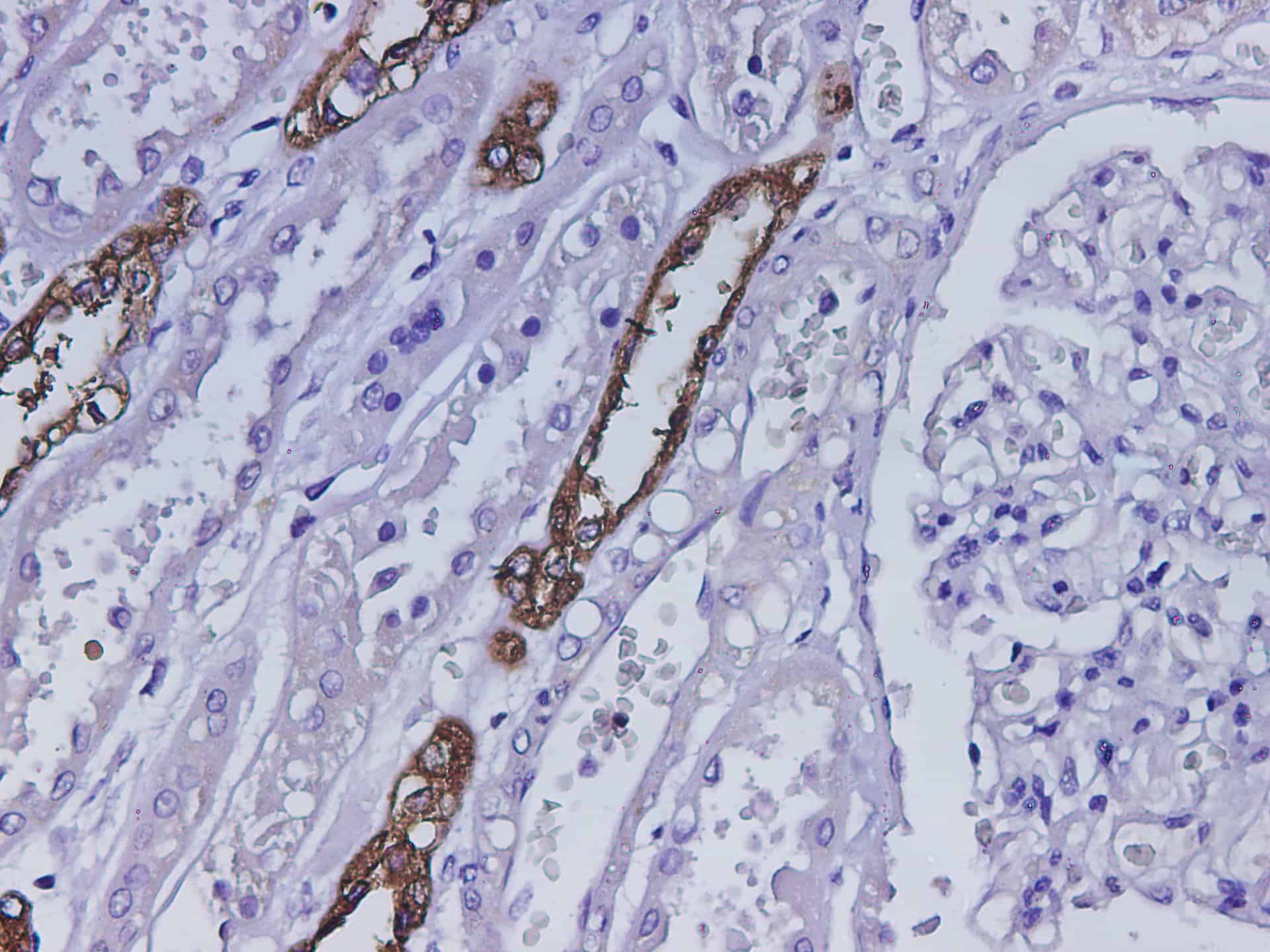 Валидация Elabscience D-AB-10364L