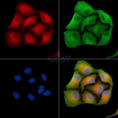 Валидация Affinity DF9334 - 21820