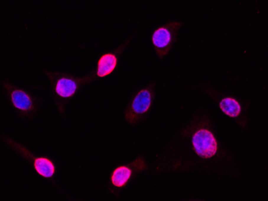 Валидация Elabscience AN005390L