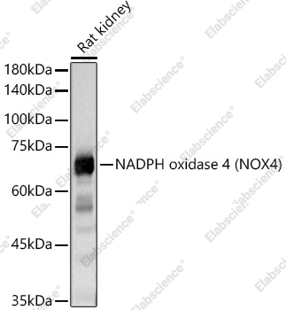Вестерн-блоттинг, NADPH oxidase 4, различные клеточные линии