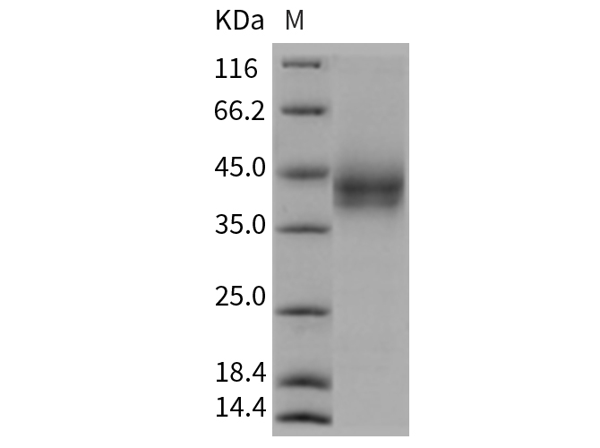 Валидация Elabscience PKSR030192(5555)