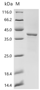 SDS-PAGE