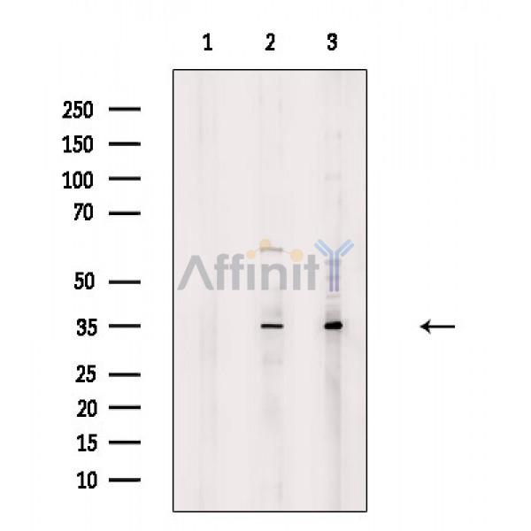Валидация Affinity DF8726 - 20738