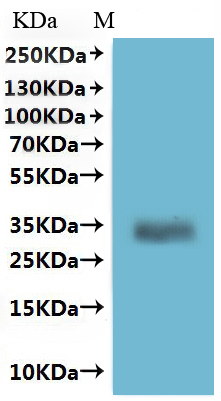 ИФА