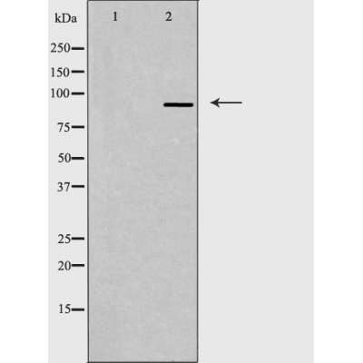 Валидация Affinity DF4332 - 15769