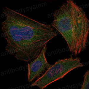 Валидация IF - AntibodySystem RHE61801