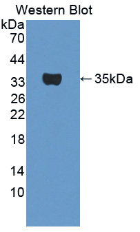 56916