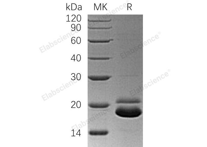 Валидация Elabscience PKSH033126(3487)