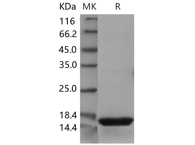 Валидация Elabscience PKSM040625(4610)