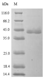 SDS-PAGE