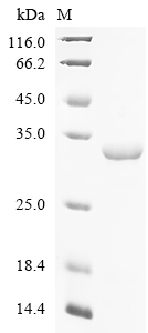 SDS-PAGE
