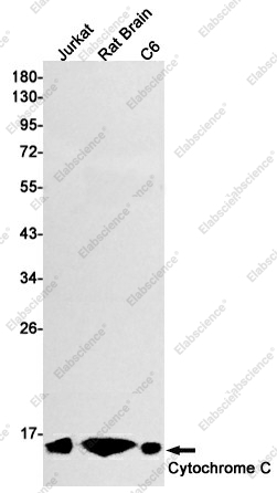 Вестерн-блоттинг, Cytochrome C, клетки Jurkat, ткань мозга крысы, клетки C6