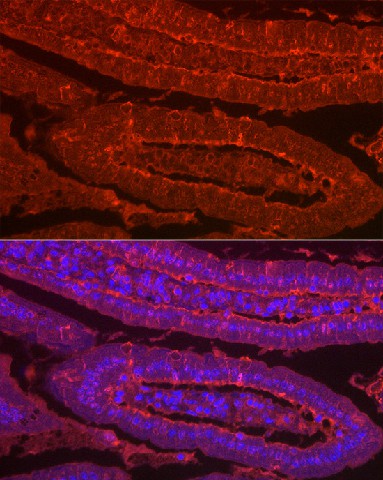 Валидация Elabscience E-AB-92734