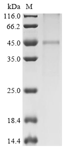 SDS-PAGE