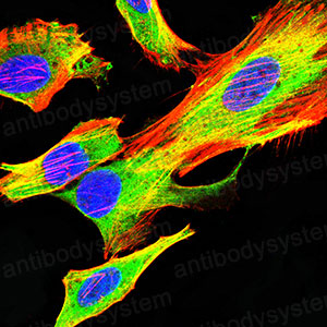 Валидация IF - AntibodySystem RHJ53201