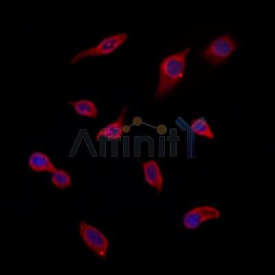 Валидация Affinity DF7117 - 18762