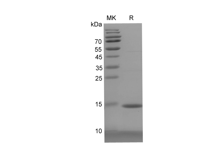 Валидация Elabscience PDEH100763(207)