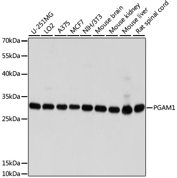 Валидация Elabscience E-AB-62865