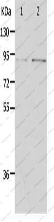 Вестерн-блоттинг, PIBF1, клетки HeLa и 293T