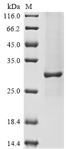SDS-PAGE