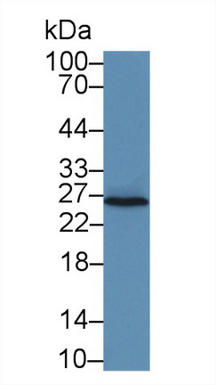 9762