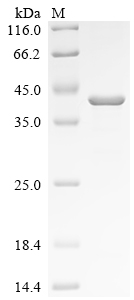 SDS-PAGE