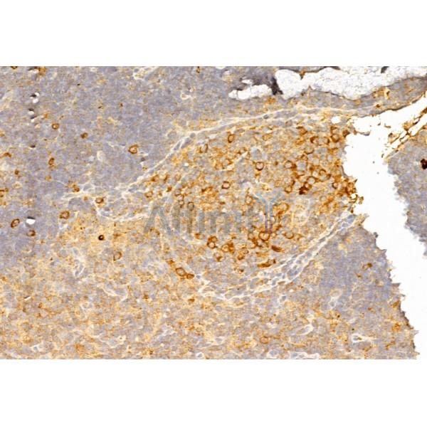 Валидация Affinity AF6027 - 3223