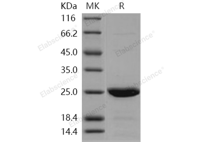 Валидация Elabscience PKSH031263(2011)