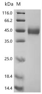 SDS-PAGE