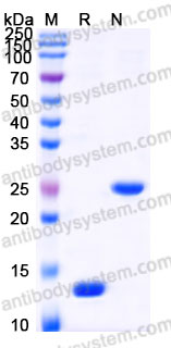 AMB91602, SDS-PAGE