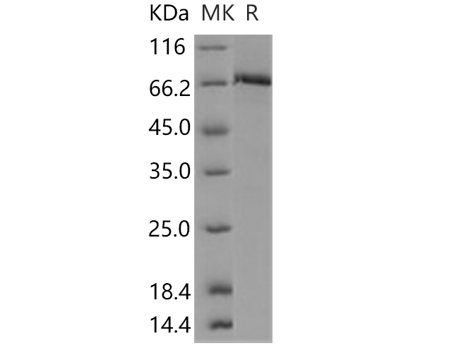 Валидация Elabscience PKSH030396(1330)