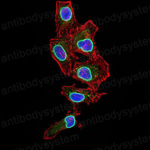 Валидация IF - AntibodySystem RHF98703