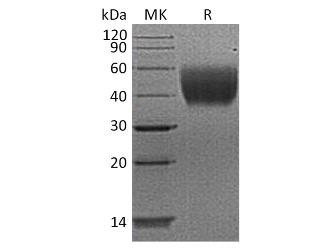 Валидация Elabscience PKSH033632(3918)